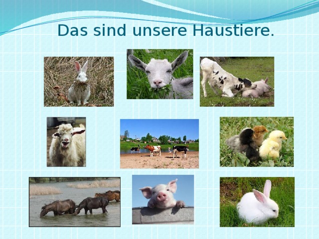 Das sind unsere Haustiere.