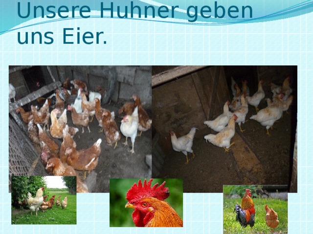 Unsere Huhner geben uns Eier.