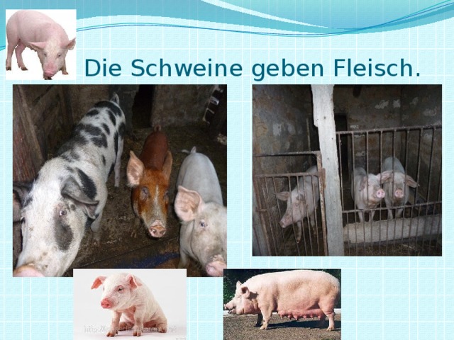 Die Schweine geben Fleisch.