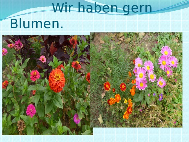 Wir haben gern Blumen.