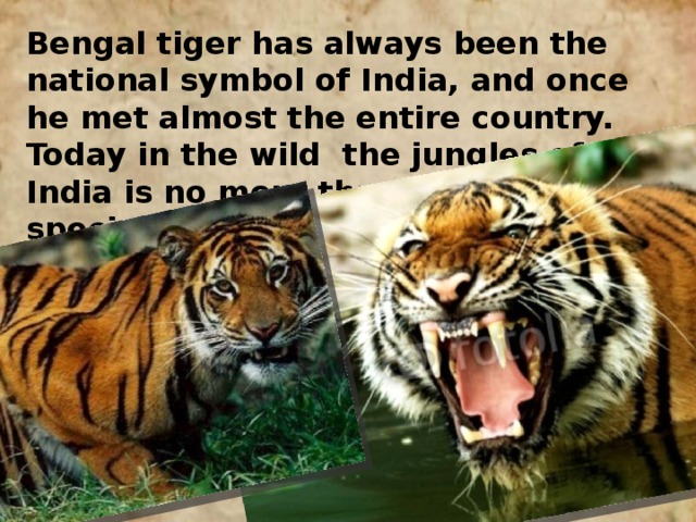 Bengal tiger has always been the national symbol of India, and once he met almost the entire country. Today in the wild the jungles of India is no more than 4 thousand species of animal.
