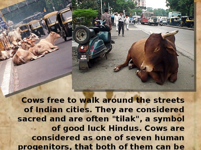 Cows free to walk around the streets of Indian cities. They are considered sacred and are often 