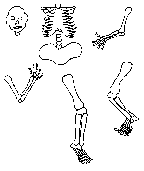Кости распечатать. Кости скелета. Кости человека для костюма Кощея. Кости человека для распечатывания. Кости для скелета Кощея.