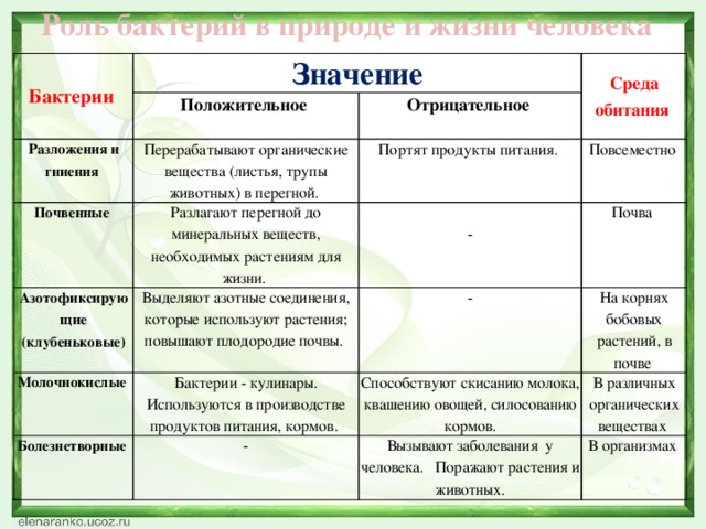 Схема значение бактерий в жизни человека