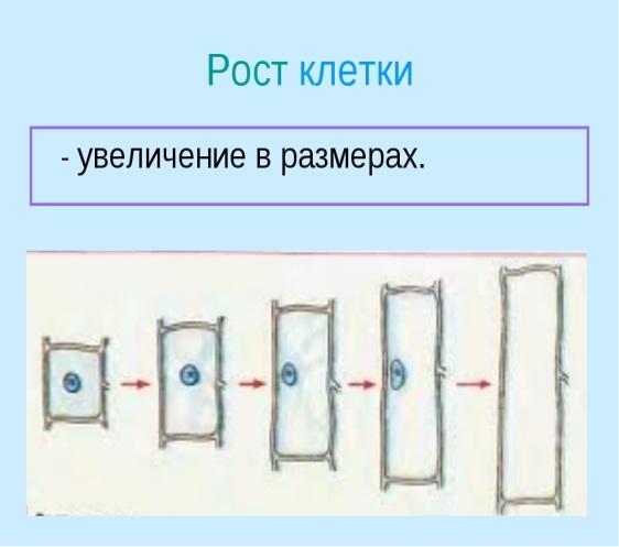 Старая клетка. Рост клеток молодая клетка. Рост клетки путем растяжения оболочки. Рост вакуоли клетки.