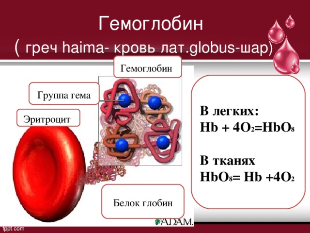 Белки эритроцитов. Клетка гемоглобина. Гемоглобин HB. Гемоглобин в легких и тканях. Гемоглобин в гр%.