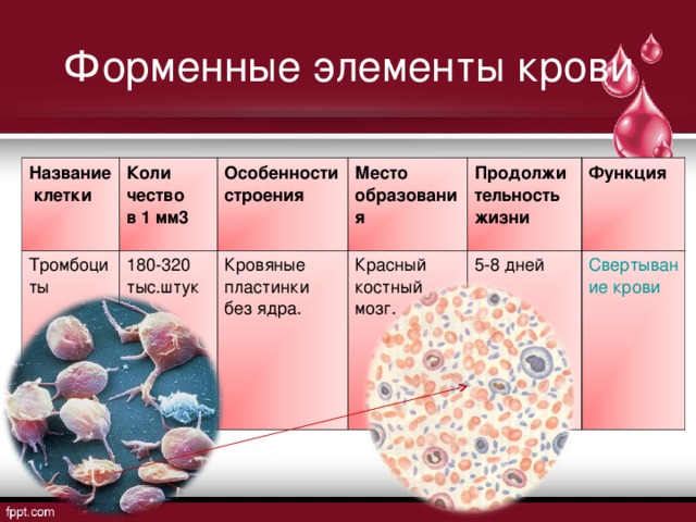 Лейкоциты в 1 мм3 крови. Форменные элементы крови кровяные клетки. Кровь форменные элементы гистология тромбоциты. Функции форменных компонентов крови. Форменные элементы крови строение эритроциты.