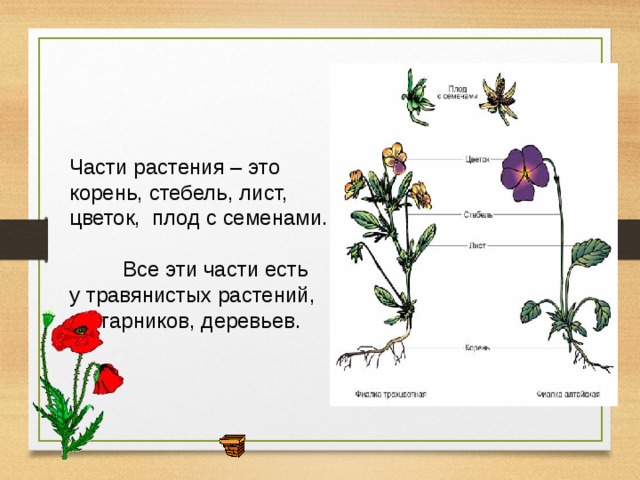 Корни стебли цветки листья плоды