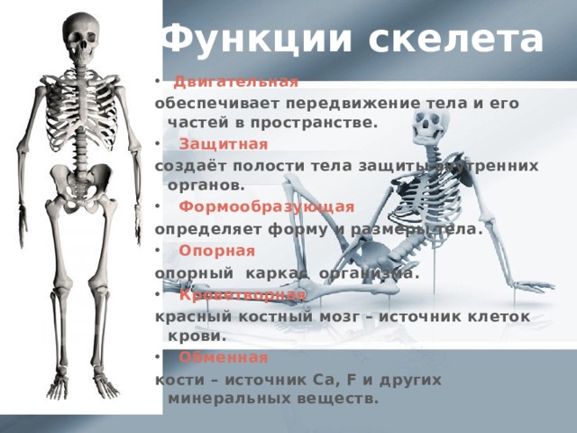 Функция скелета организма. Основная функция скелета. Скелет строение состав. Функции скелета человека. Скелет человека и его основные функции.