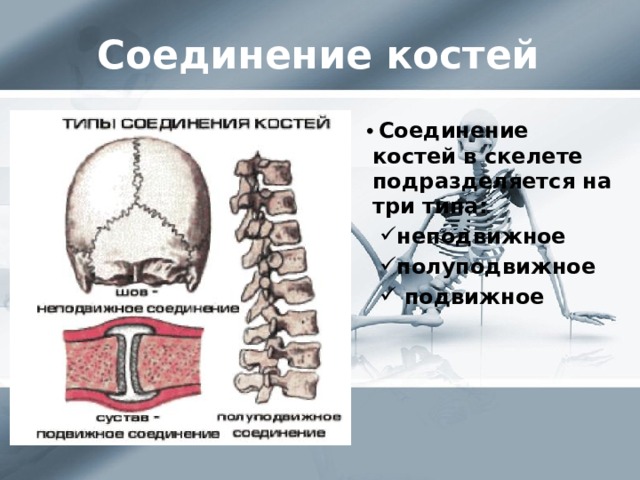 Отделы скелета и типы соединения костей. Типы соединения костей скелета. Строение состав и соединение костей. Неподвижное соединение костей называется. Скелет строение состав и соединение костей 8 класс.