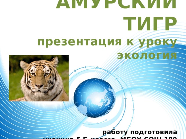 АМУРСКИЙ ТИГР  презентация к уроку экология     работу подготовила  ученица 5 Б класса, МБОУ СОШ 189  Савина Анастасия  Руководитель Курта О.В.