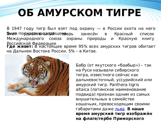 ОБ АМУРСКОМ ТИГРЕ   В 1947 году тигр был взят под охрану — в России охота на него была полностью запрещена. Этот удивительный зверь занесён в Красный список Международного союза охраны природы и Красную книгу Российской Федерации Где живет:  В настоящее время 95% всех амурских тигров обитает на Дальнем Востоке России. 5% – в Китае. Бабр (от якутского «баабыр») – так на Руси называли сибирского тигра, известного сейчас как дальневосточный, уссурийский или амурский тигр. Panthera tigris altaica (латинское наименование подвида) признан одним из самых внушительных в семействе кошачьих, превосходящим своими габаритами даже  льва .  В наше время амурский тигр изображён на флаге/гербе Приморского края и гербе Хабаровска.