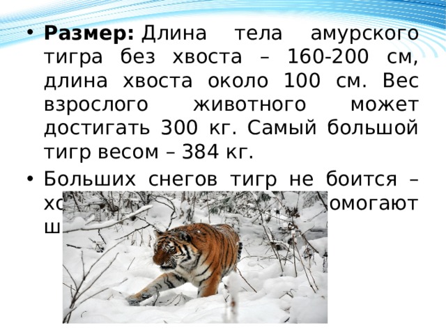 Размер:  Длина тела амурского тигра без хвоста – 160-200 см, длина хвоста около 100 см. Вес взрослого животного может достигать 300 кг. Самый большой тигр весом – 384 кг. Больших снегов тигр не боится – ходить по ним ему помогают широкие лапы.