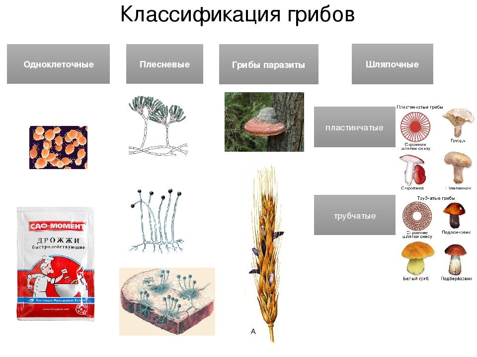 Какие есть группы грибов. Царство грибов классификация. Классификация грибов схема. Классификация грибов микробиология схема. Царство грибы классификация схема.