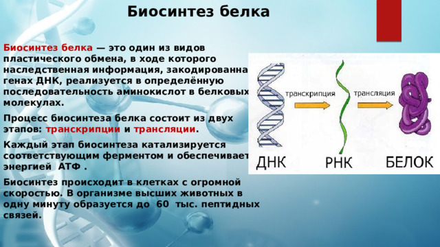 В синтезе белка участвуют ферменты. Процесс биосинтеза белка. Синтез белка кратко. Этапы синтеза белка таблица. Последовательность процессов биосинтеза белка.