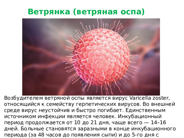 Ветрянка (ветряная оспа) Возбудителем ветряной оспы является вирус Varicella zoster, относящийся к семейству герпетических вирусов. Во внешней среде вирус неустойчив и быстро погибает. Единственным источником инфекции является человек. Инкубационный период продолжается от 10 до 21 дня, чаще всего — 14–16 дней. Больные становятся заразными в конце инкубационного периода (за 48 часов до появления сыпи) и до 5-го дня с момента появления последнего элемента сыпи.