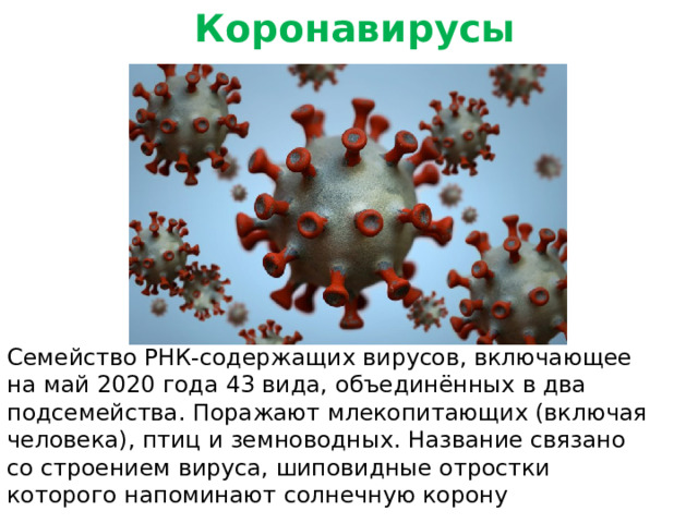 Коронавирусы Семейство РНК-содержащих вирусов, включающее на май 2020 года 43 вида, объединённых в два подсемейства. Поражают млекопитающих (включая человека), птиц и земноводных. Название связано со строением вируса, шиповидные отростки которого напоминают солнечную корону