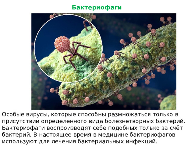 Бактериофаги Особые вирусы, которые способны размножаться только в присутствии определенного вида болезнетворных бактерий. Бактериофаги воспроизводят себе подобных только за счёт бактерий. В настоящее время в медицине бактериофагов используют для лечения бактериальных инфекций.