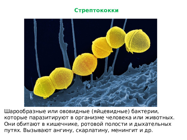 Стрептококки Шарообразные или ововидные (яйцевидные) бактерии, которые паразитируют в организме человека или животных. Они обитают в кишечнике, ротовой полости и дыхательных путях. Вызывают ангину, скарлатину, менингит и др.